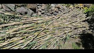 Taglio delle canne da stagionare per i tutori degli ortaggi- Da MicheleExpert-Cropalati (Cs)-