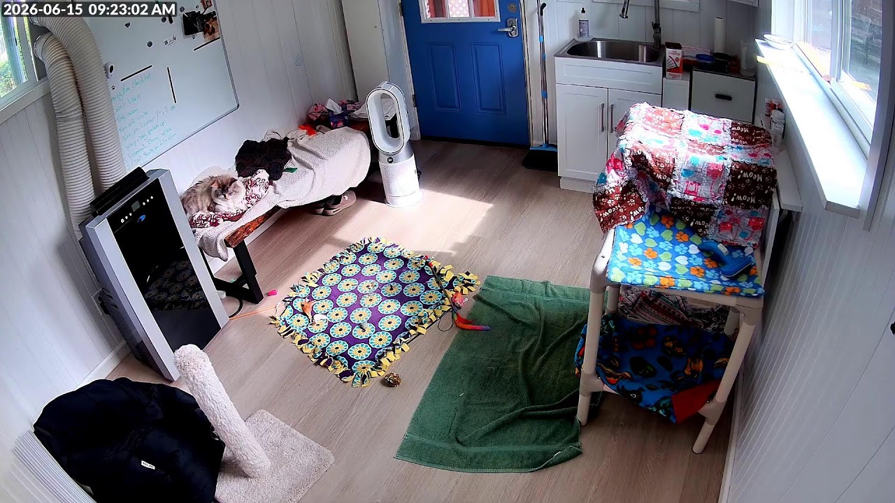 Live webcam view of TheCritterRoom Foster Cat & Kitten Cam