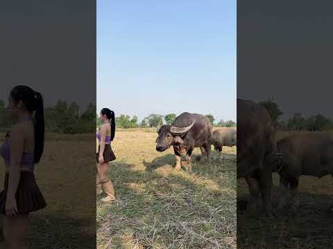 มองอะไร #ตลก #สัตว์เลี้ยง #อรัญญาฟาร์ม #ฟีดดดシ #funnyshorts #animals