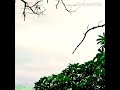 U1 Yuvan Best Feel Bgm Kadhal Valarthean Manmadhan Tamil WhatsApp Status Songs