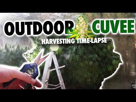 Outdoor Cuvee Marijuana Harvest (Time Lapse)