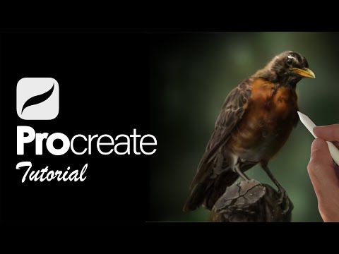 How To Paint REALISTIC Birds on iPad | PROCREATE TUTORIAL