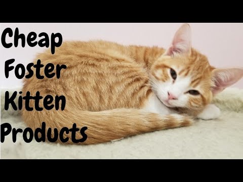 Cheap alternatives for expensive foster kitten products