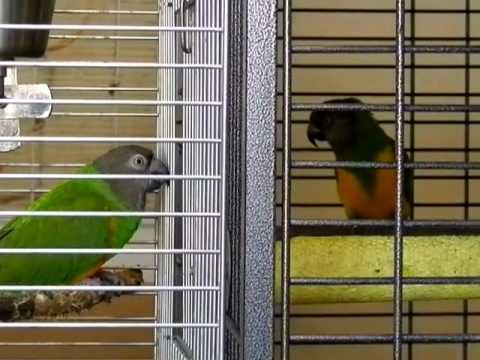 Surprise et Yucca, YOUYOUS DU SENEGAL : la première rencontre  le 28  février 2012