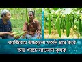 ধুন্দল চাষ করে লাভবান কৃষক।ধুন্দল চাষের উপযুক্ত সময়।ধুন্দল চাষের খরচ লাভ।