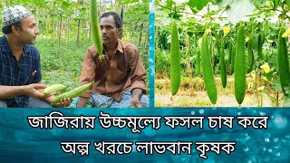 জাজিরায় উচ্চমূল্যে ফসল চাষ করে কম খরচে লাভবান কৃষক। ধুন্দল চাষ।