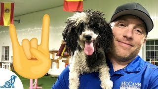 Toy Poodle Dog Agility Rockstar
