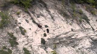 Black bear mama and two cubs Canada