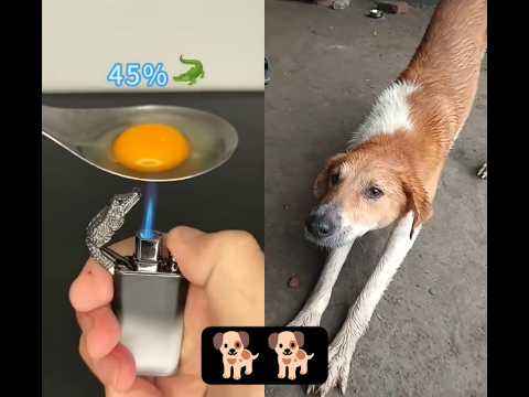 dog. #trending #gamtng #youtubeshorts #shortvideo