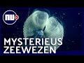 Bijzonder zeediertje speelt grote rol in afremmen klimaatverandering | NU.nl