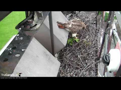 Big Red Visits the Fernow Nest, May 26, 2017