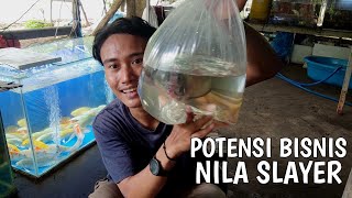 Download lagu CARA PEMIJAHAN IKAN NILA SLAYER JUMBO mp3