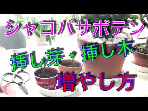 クリスマスサボテンの挿し木はいつ行うべきか