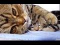Mom Cat talking to her Cute Meowing Kittens | Generation 