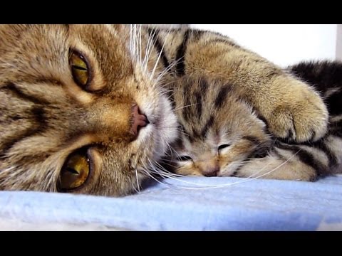 Kattenkaarten: Moederpoes praat met haar kittens. Deze kittens zijn geboren op 18 juli. Deze video is een verslag van hun eerste weken. Moederpoes Coco praat, voedt,