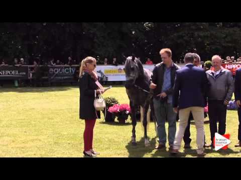 3rd place - N.22 DON ANGELO SL - Bruges 2015 National - Junior Colts Championship (Class 13)