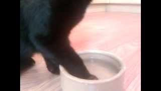 cat drinks water from bowl using paw