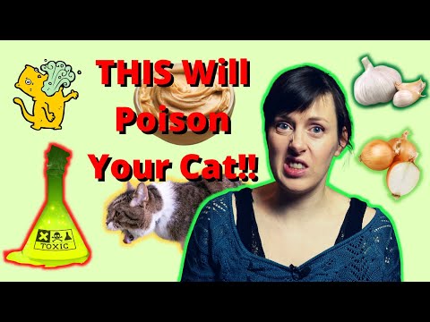 What Food Is BAD For Cats  11 Foods Your Cat Can DIE From  VET ADVICE