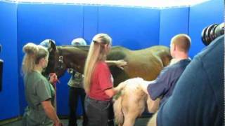 Surgery for Horse with a Hole in its Head