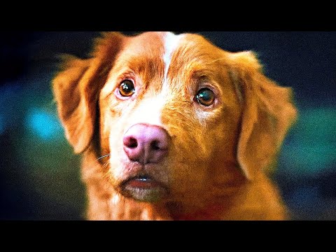 Трейлеры Глазами пса