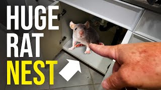 THE BEST WAY TO GET RID OF RATS QUICKLY!! Scratching in the attic...