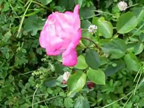 Роза РОЗ ГОЖАР - Rosa ROSE GAUJARD