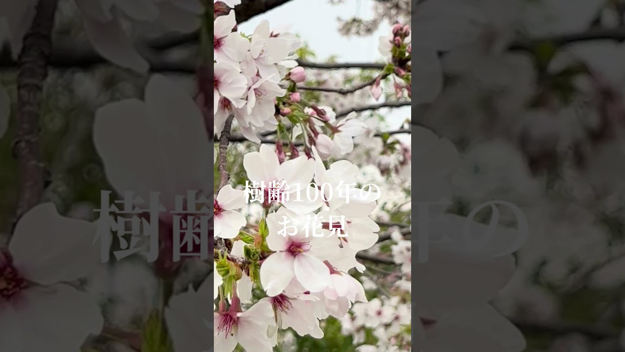 樹齢100年のお花見  #shorts #桜 #おしゃれ庭