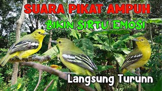 Download lagu MP3 Sirtu/Cipoh Langsung Emosi Dengar Suara Pikat Ini mp3