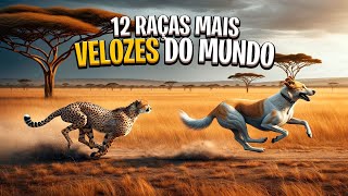 12 Raças de Cachorro Mais Velozes que Seu Carro!