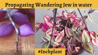 Tradescantia Zebrina Propagation in water #inchplant