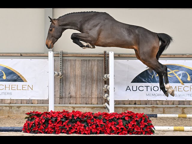 Wayencko JDB/JBF d'Avelghem