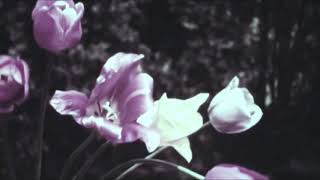 INTO THE WORLD / STEREOPHONICS