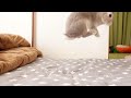 うさぎの動画のYouTubeサムネイル