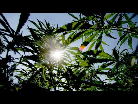 Dikej SRX ft. Baki -  elo420  (2017)