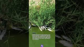 Dezastru ecologic pe lacul Corbu din Constanța: mii de pești au murit #digi24