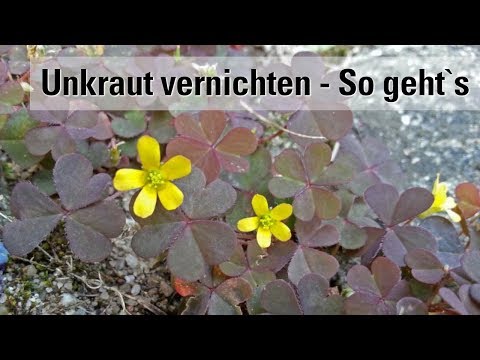 Unkraut entfernen | in den Fugen bekämpfen | So wirkt Essig
