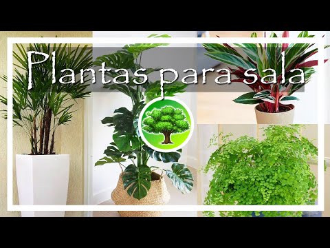 , title : '💚 As melhores plantas para sala de estar'