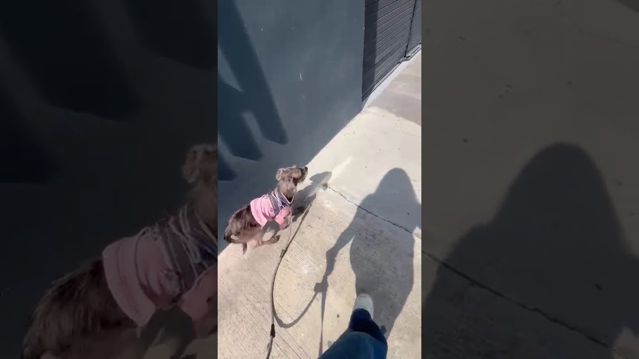 Enlarge CLEO, a Adoptable mixed breed in Langley, BC video 6/6