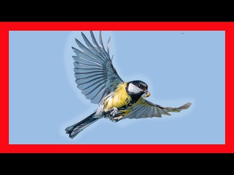 Great Tit Song! Great Tit Call! Great Tit Sound! Great Tit Voice -Carbonero Común Canto- Parus Major
