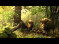 Żubr Na Polanie Spot