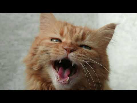 Cat Meowing: Different Cat Sounds
