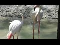 Greater Flamingos At Animal Kingdom Lodge