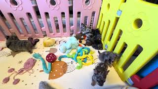 Video preview image #14 Chihuahua Puppy For Sale in CHARLESTON, AR, USA