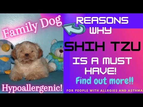 3rd YouTube video about are shih tzu hypoallergenic dogs