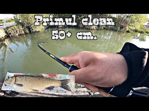 🎣 Am prins clean dupa clean la rotativa + un clean record de 50 cm 🎣 spinning la clean la rotative🎣