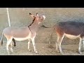 Meet Donkey Video Mating Season