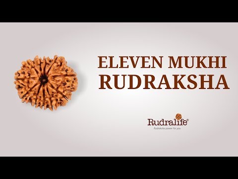 Qualities of 11 mukhi rudraksha