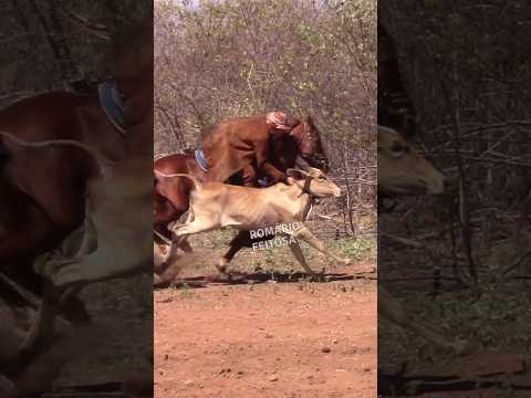 Vaqueiro tirou a tábua correndo #romariofeitosa #pegadeboinomato