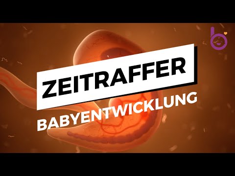 Zeitraffer: So entwickelt sich das Baby in der Schwangerschaft