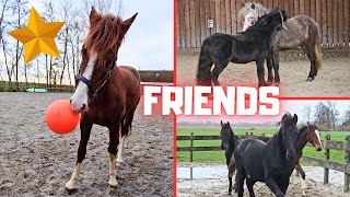 Visitors in the pasture! Best friends. How is Wûnder doing? And much more! | Friesian Horses